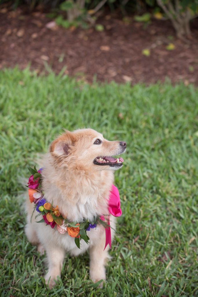 Dog collar of fresh flowers for wedding.