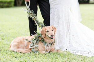 Eucalyptus garland for dog leash and collar for wedding ceremony in St. Petersburg, Florida