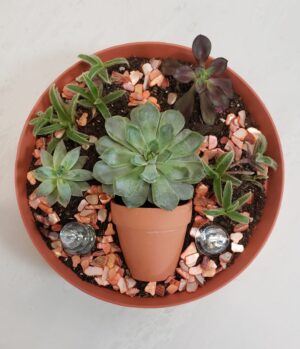 Plant - Magical Succulent Garden