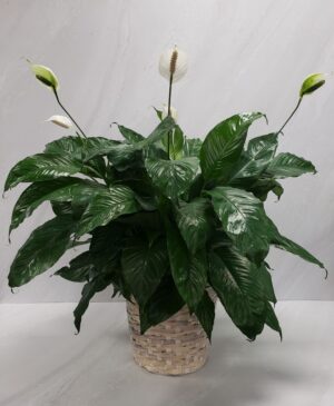 Plant - Peace Lily - 10" Pot
