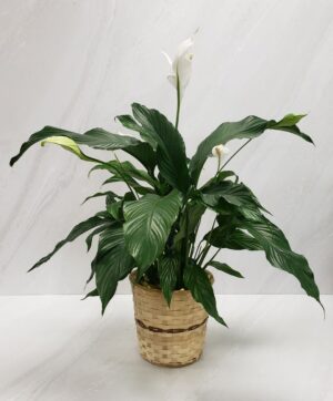 Plant - Peace Lily - 8" Pot