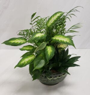 Botanical Haven - Petite