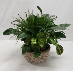 Botanical Haven - Classic